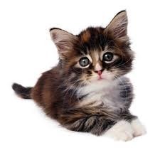 Кошки Кошки